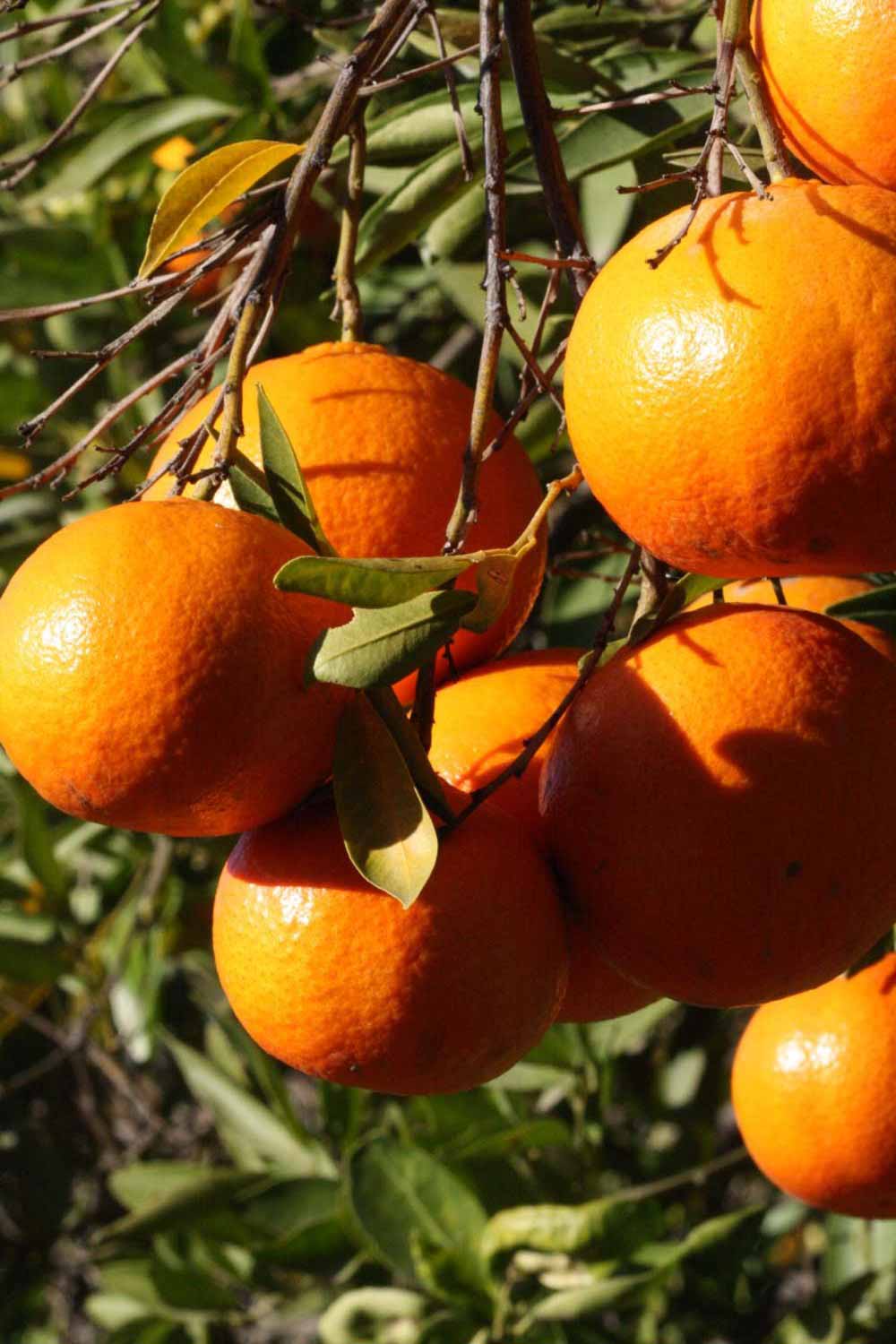            Fruit (Riverside, CA)   